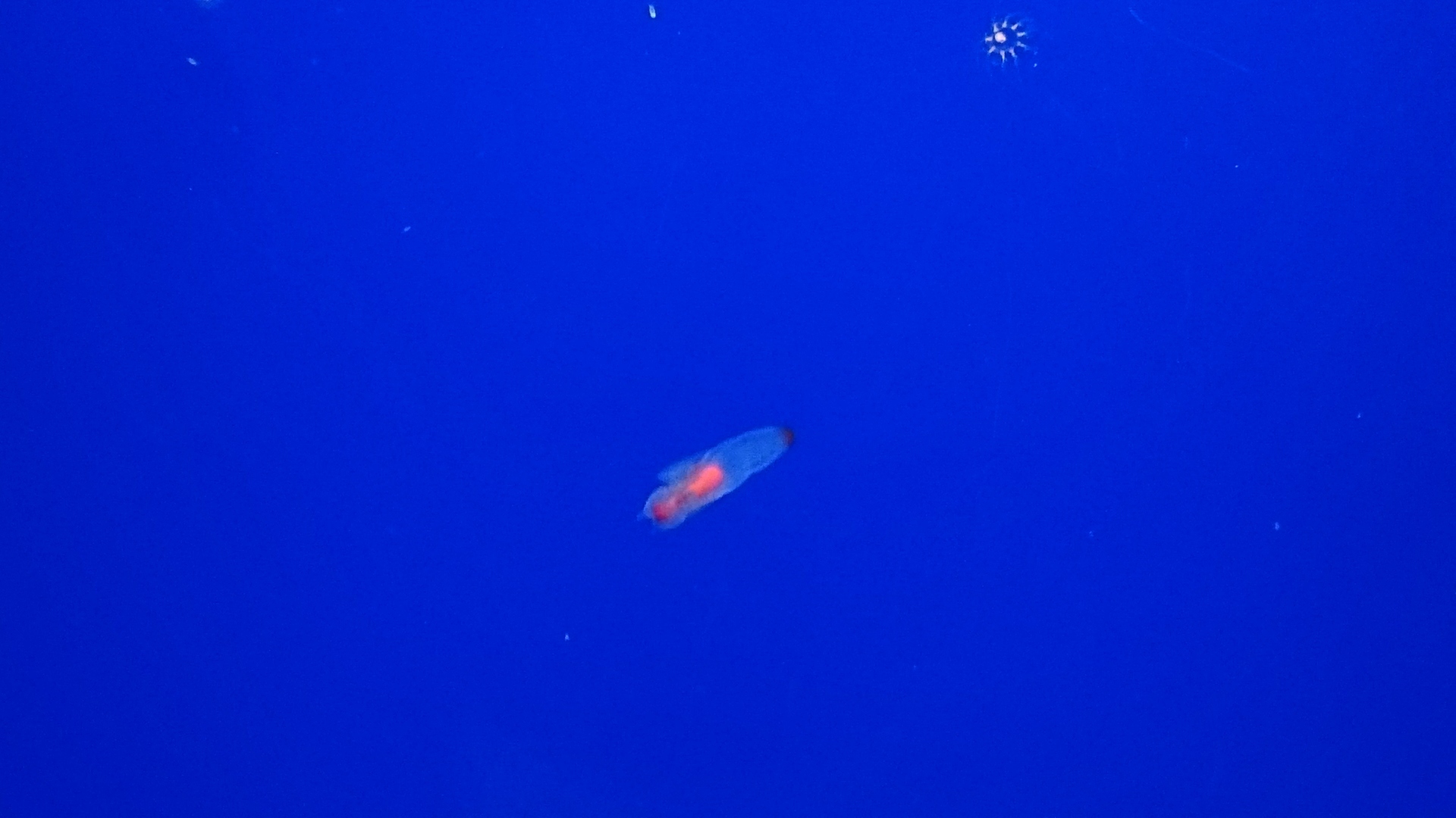 日本最北の水族館 ノシャップ寒流水族館 稚内オススメの観光スポット 稚内オススメの観光情報 絶景スポットからグルメまで